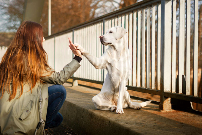 10 Consigli Per Rendere Il Mio Cane Più Obbediente