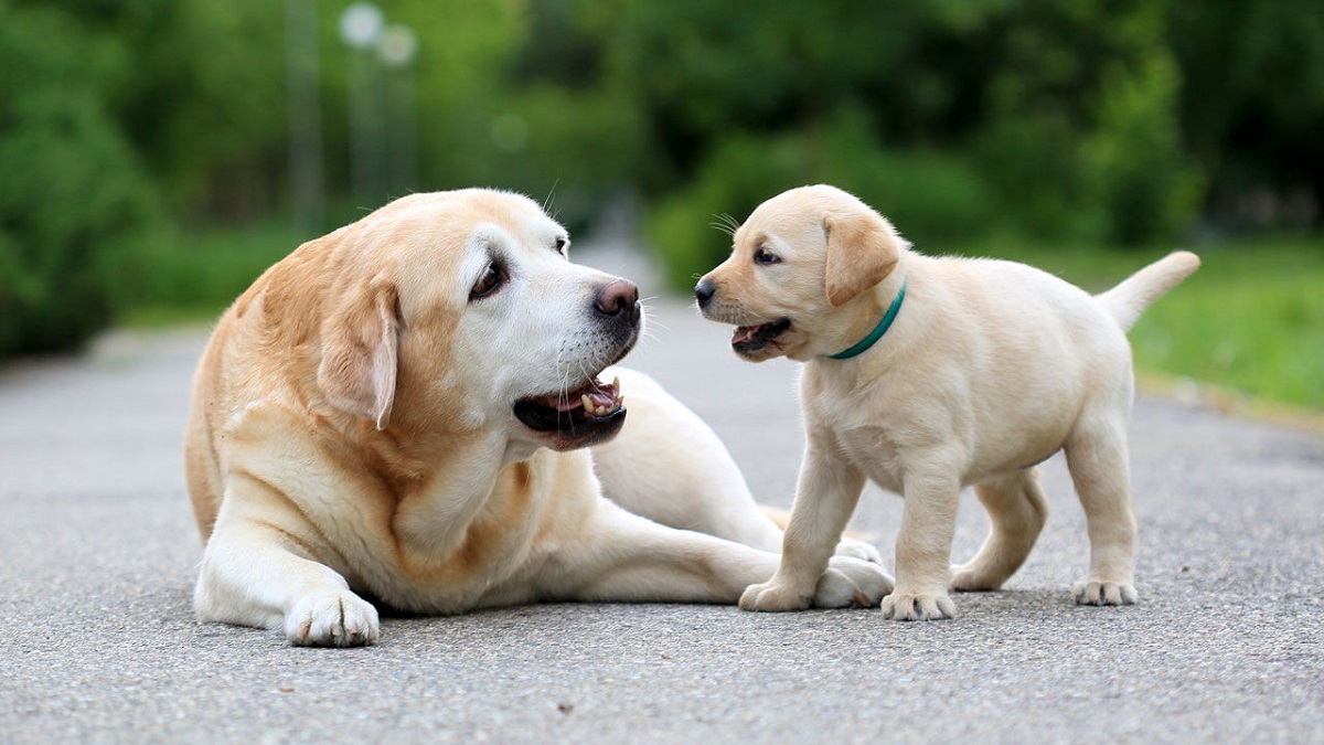 10 Migliori Razze Per Cani Guida: PTSD, Stress E Altri Rimedi!