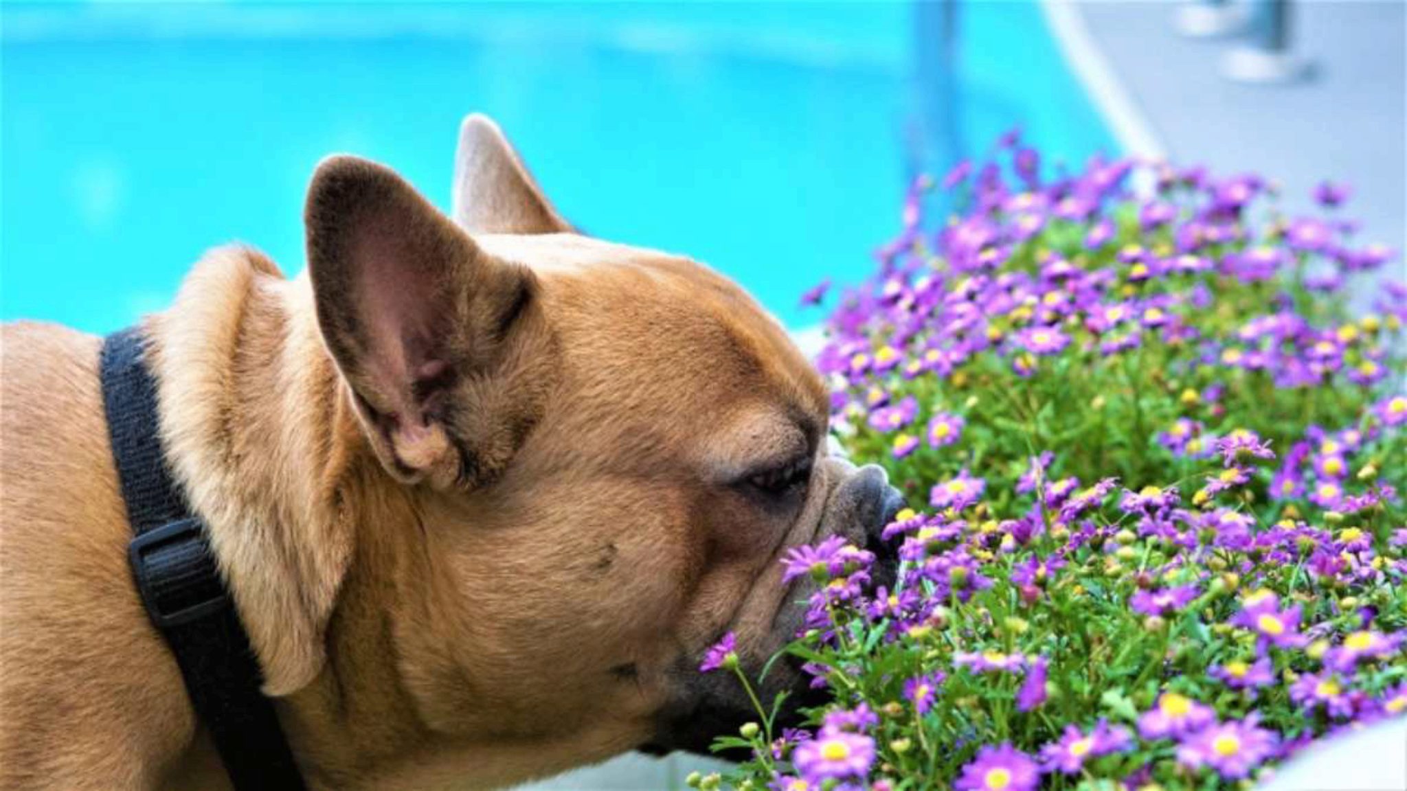 10 Razze Di Cani Con Il Miglior Senso Dellolfatto
