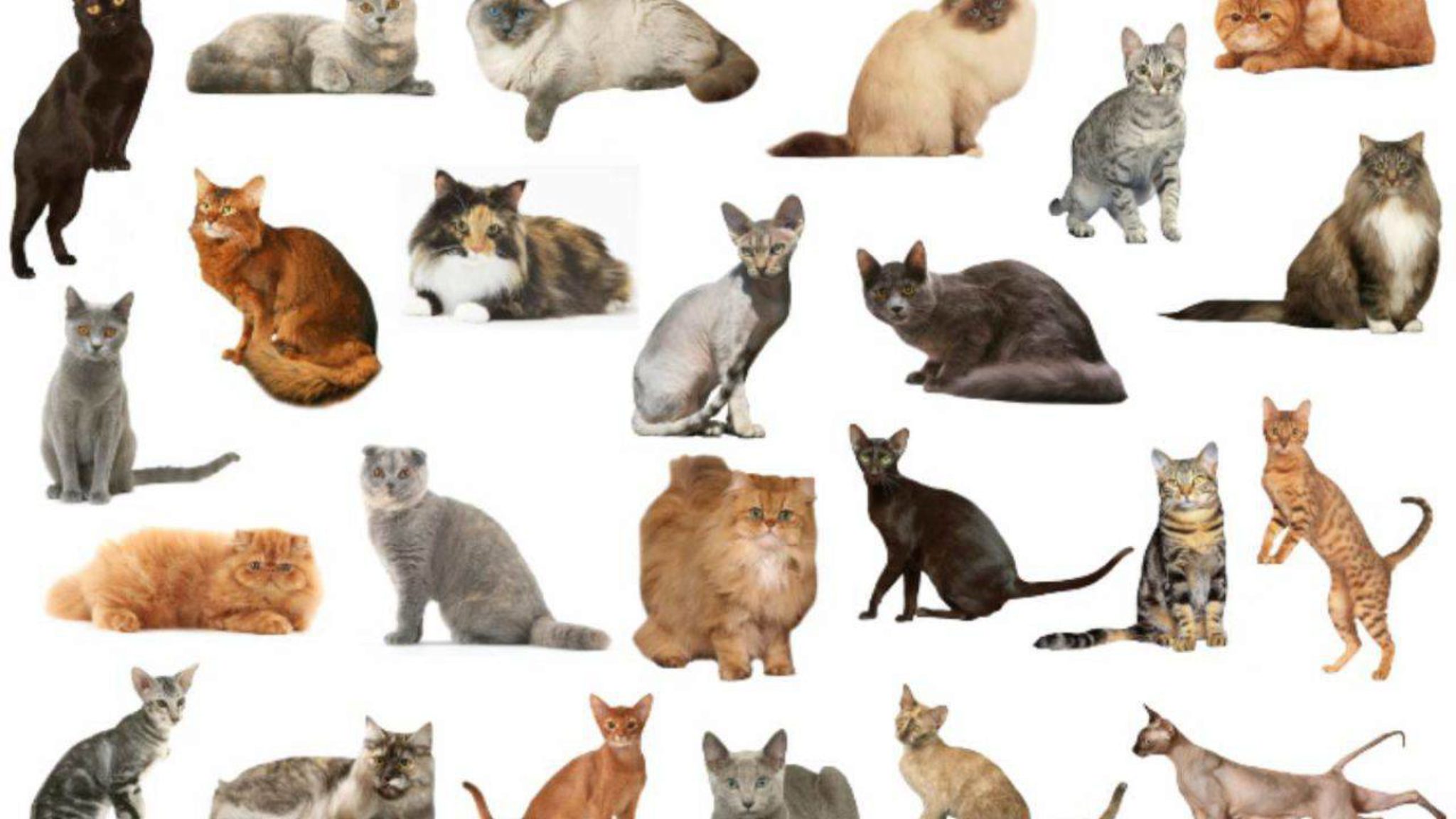 10 Razze Di Gatti Più Intelligenti