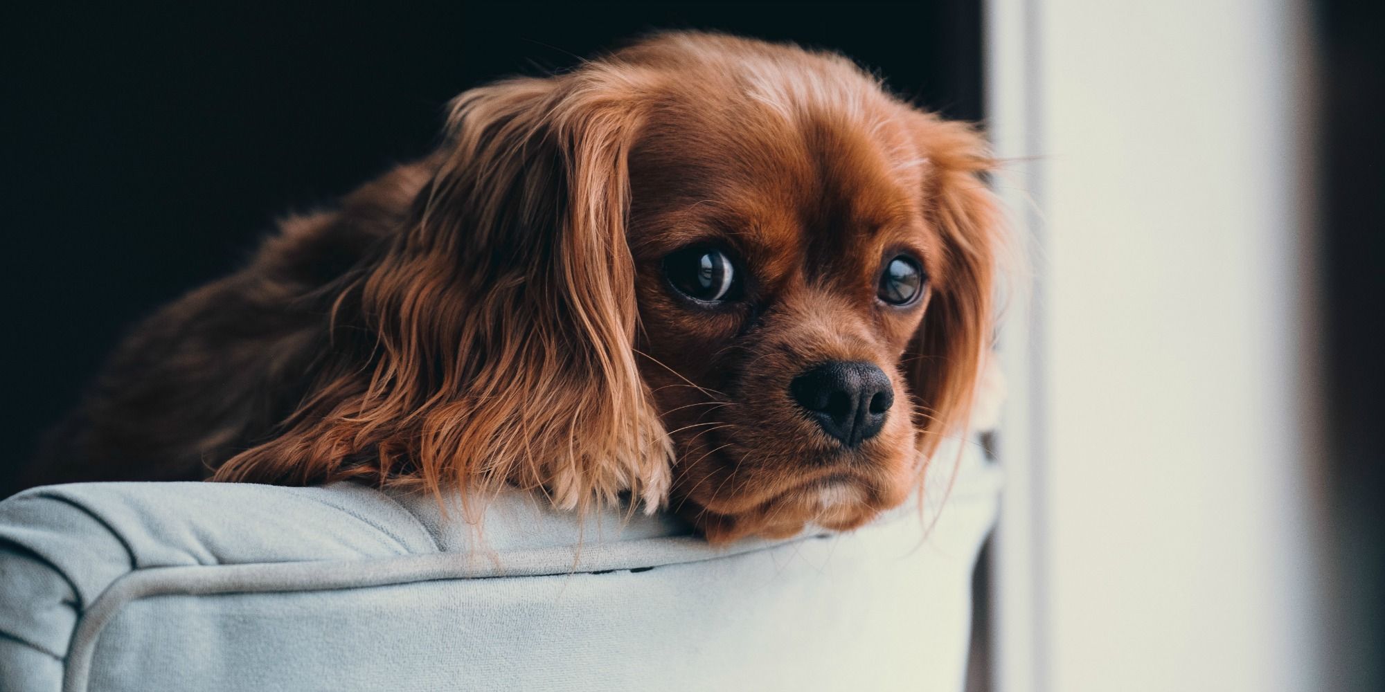 11 Migliori Razze Di Cani Per Appartamenti Canini Stretti