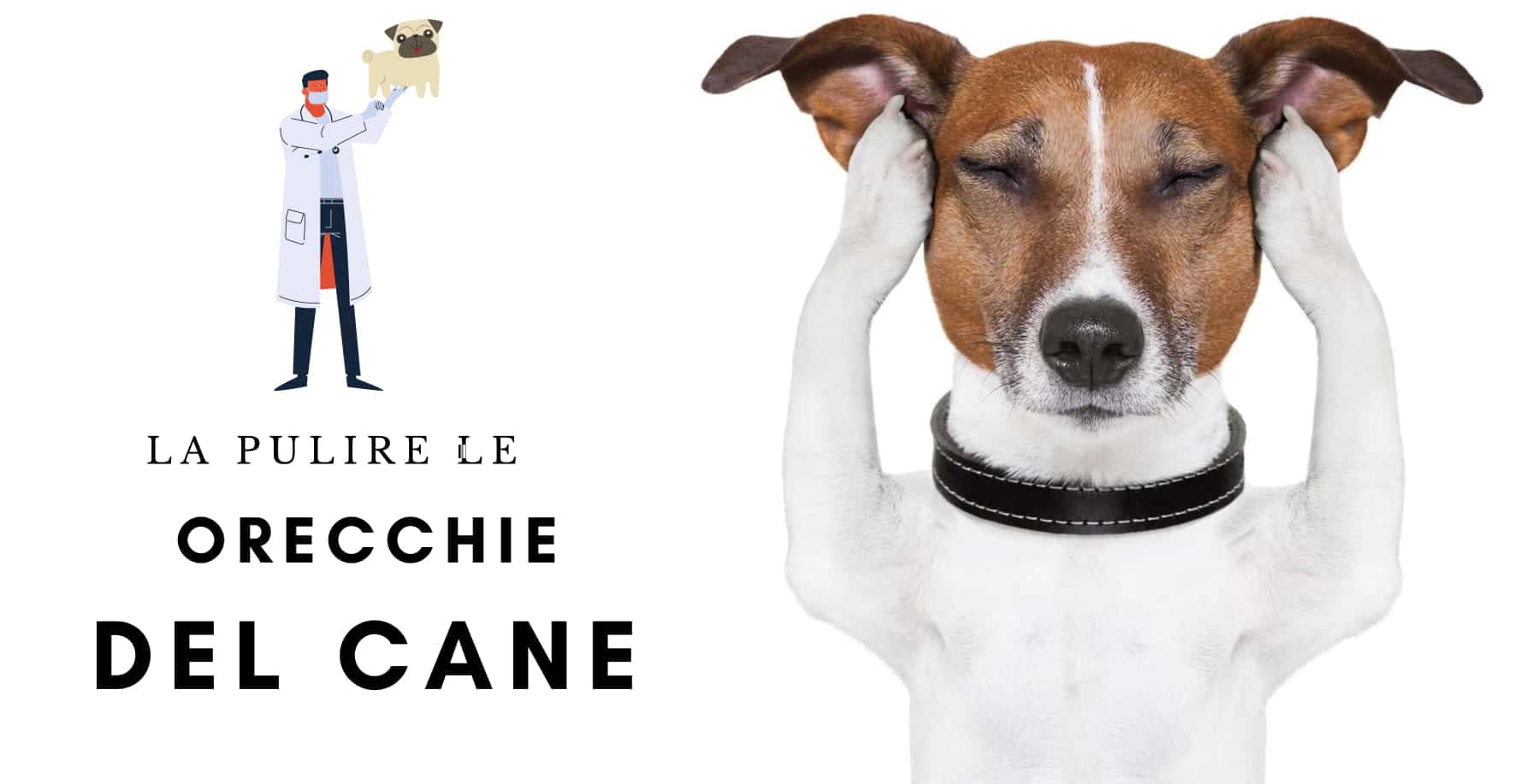 4 Migliori Detergenti Per Orecchie Per Cani: Da Soluzioni Liquide In Salviettine!