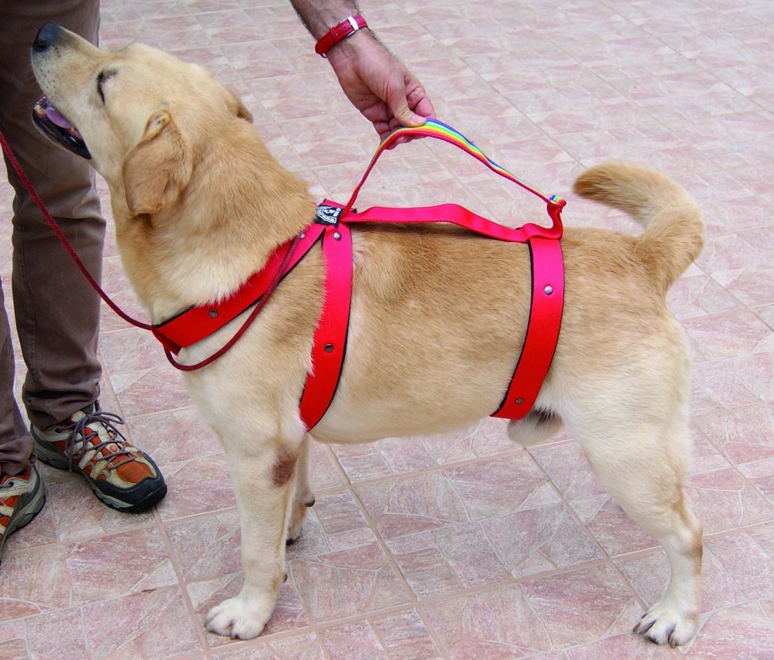 5 Greatest Dog Carrier Slings Porta Il Tuo Cucciolo Con Stile