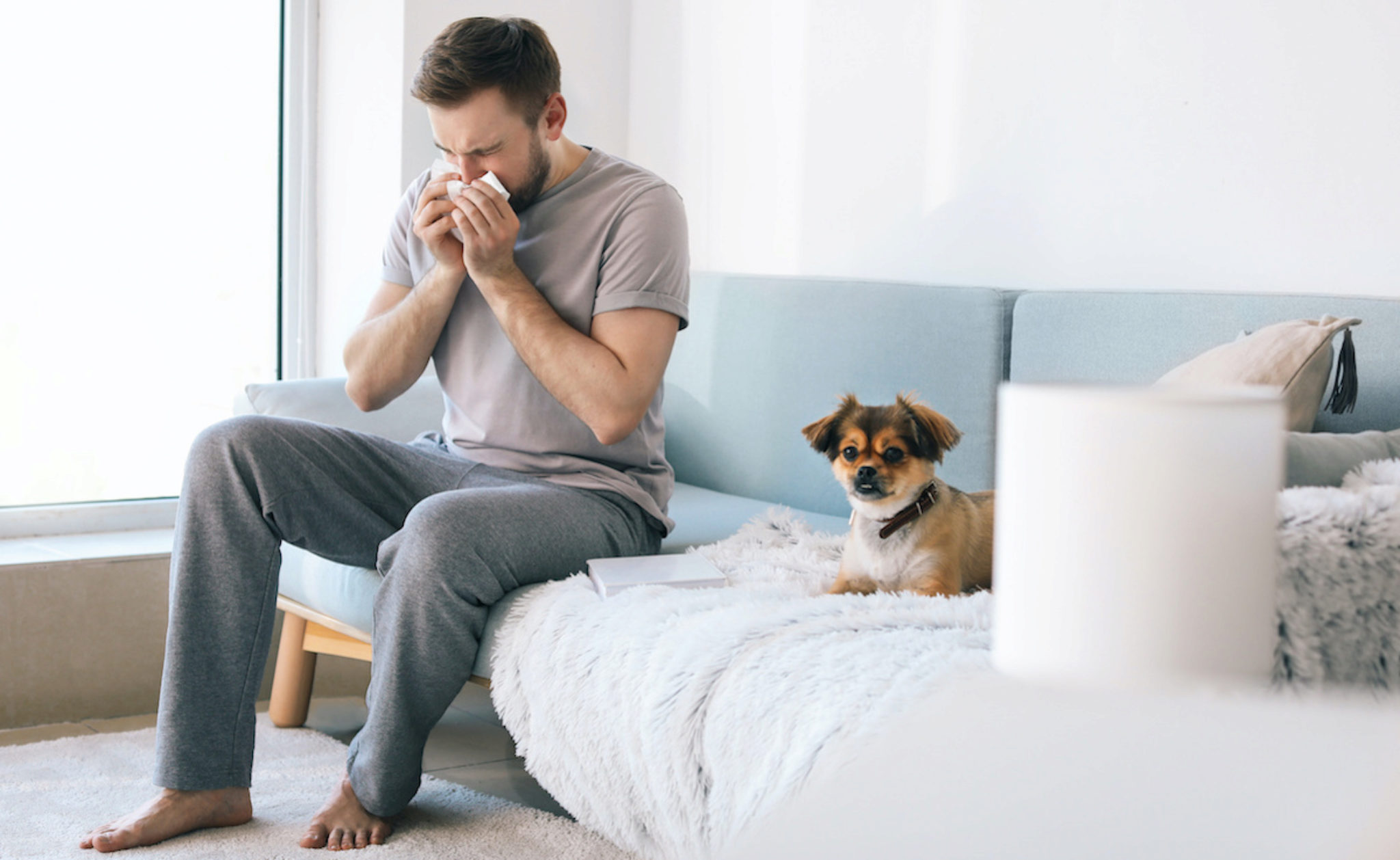 5 Migliori Cani Per Le Allergie + 6 Consigli Sulla Gestione Delle Allergie
