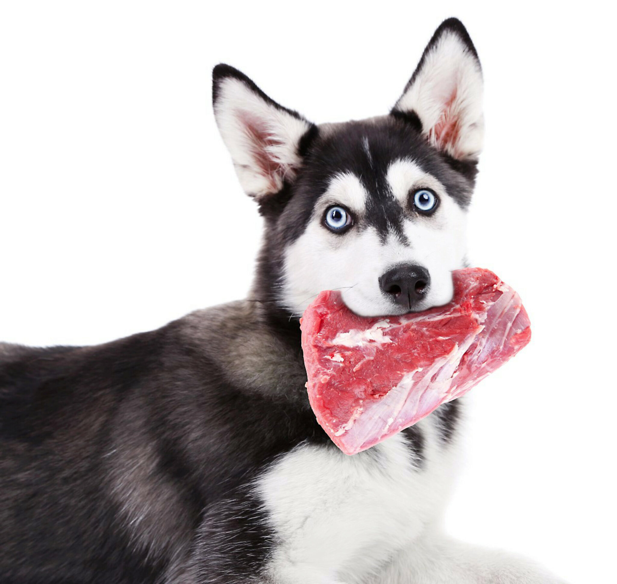6 Migliori Alimenti Per Cani Siberian Husky E Le Migliori Marche Per Cuccioli E Anziani