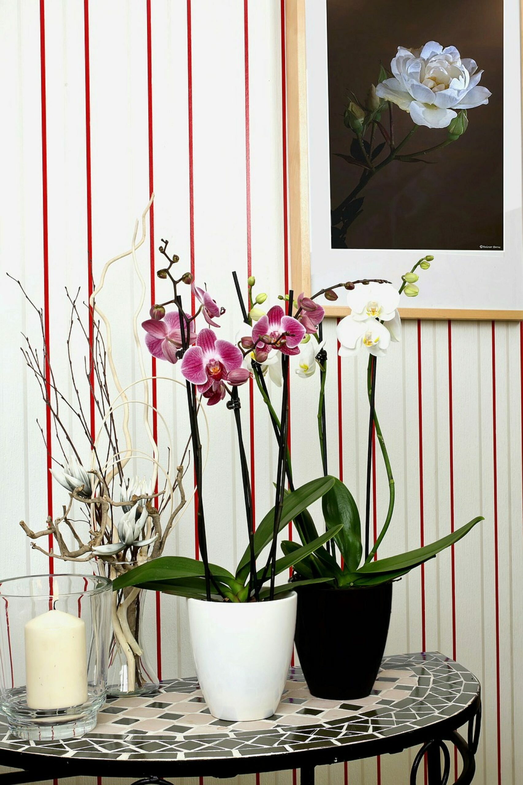 9 Semplici Modi Per Prendersi Cura Delle Orchidee In Casa