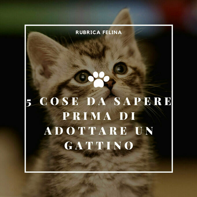 Adottare Un Gattino. Cinque Modi Per Preparare Il Tuo Gatto All'adozione