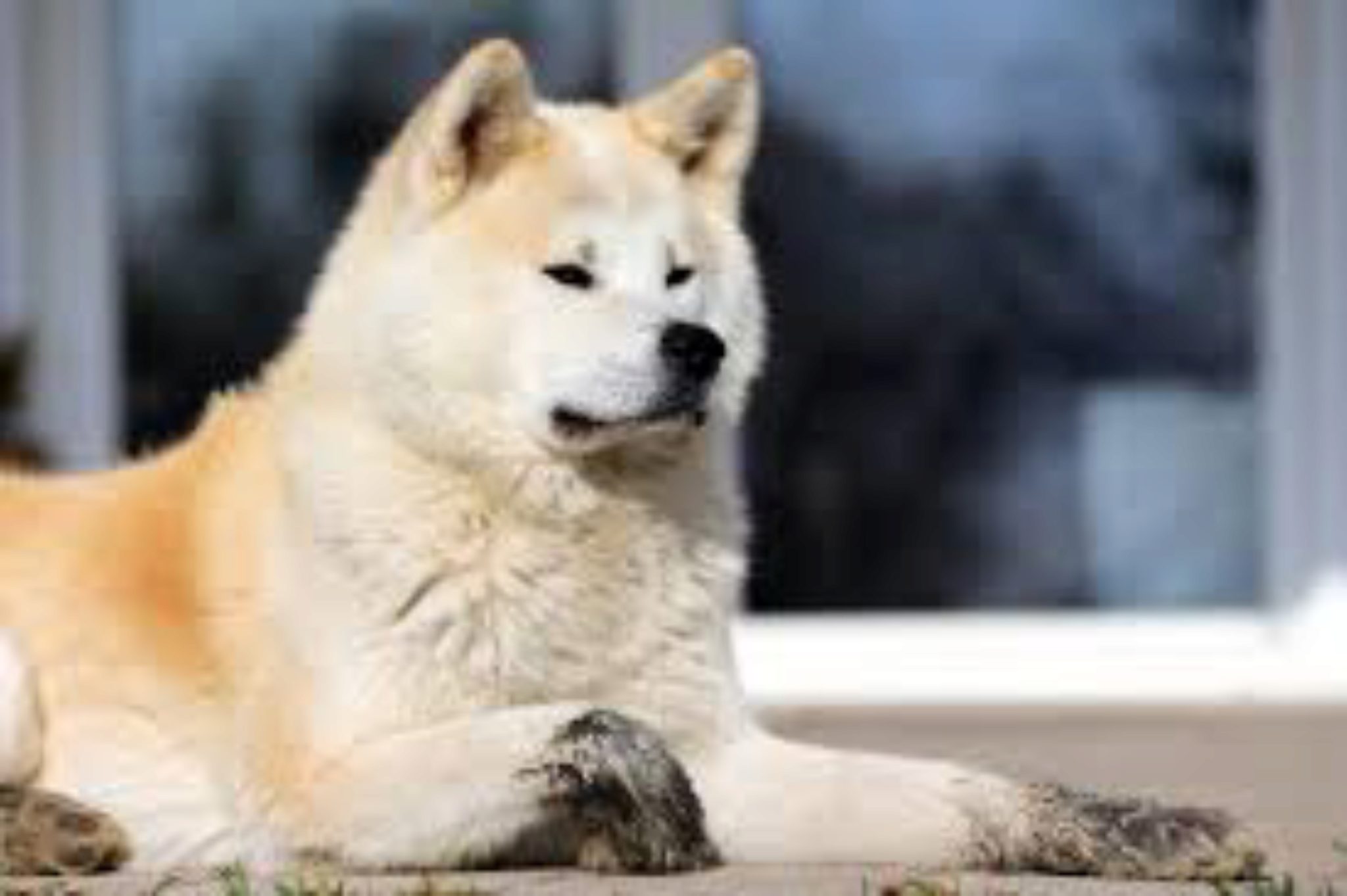 Akita Dog. Informazioni Sulla Razza E Temperamento