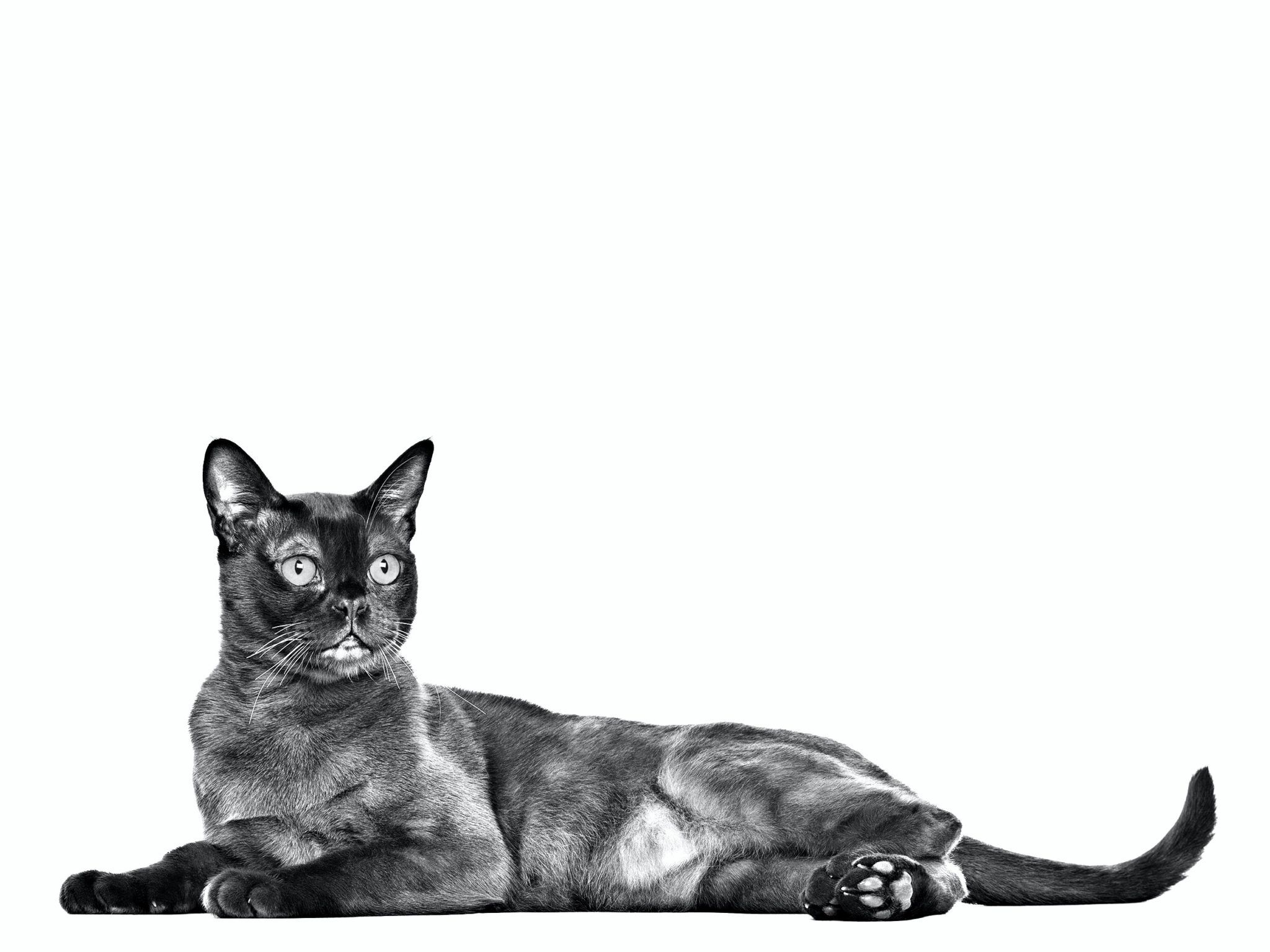Bombay Cat. Informazioni Caratteristiche E Fatti Sulla Razza