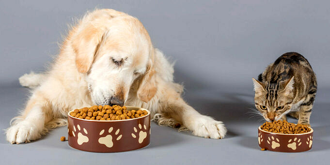 Capire L'alimentazione Del Cane. Dieta, Nutrienti E Oltre
