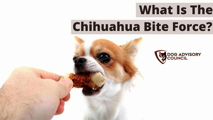 Chihuahua Bite Force PSI