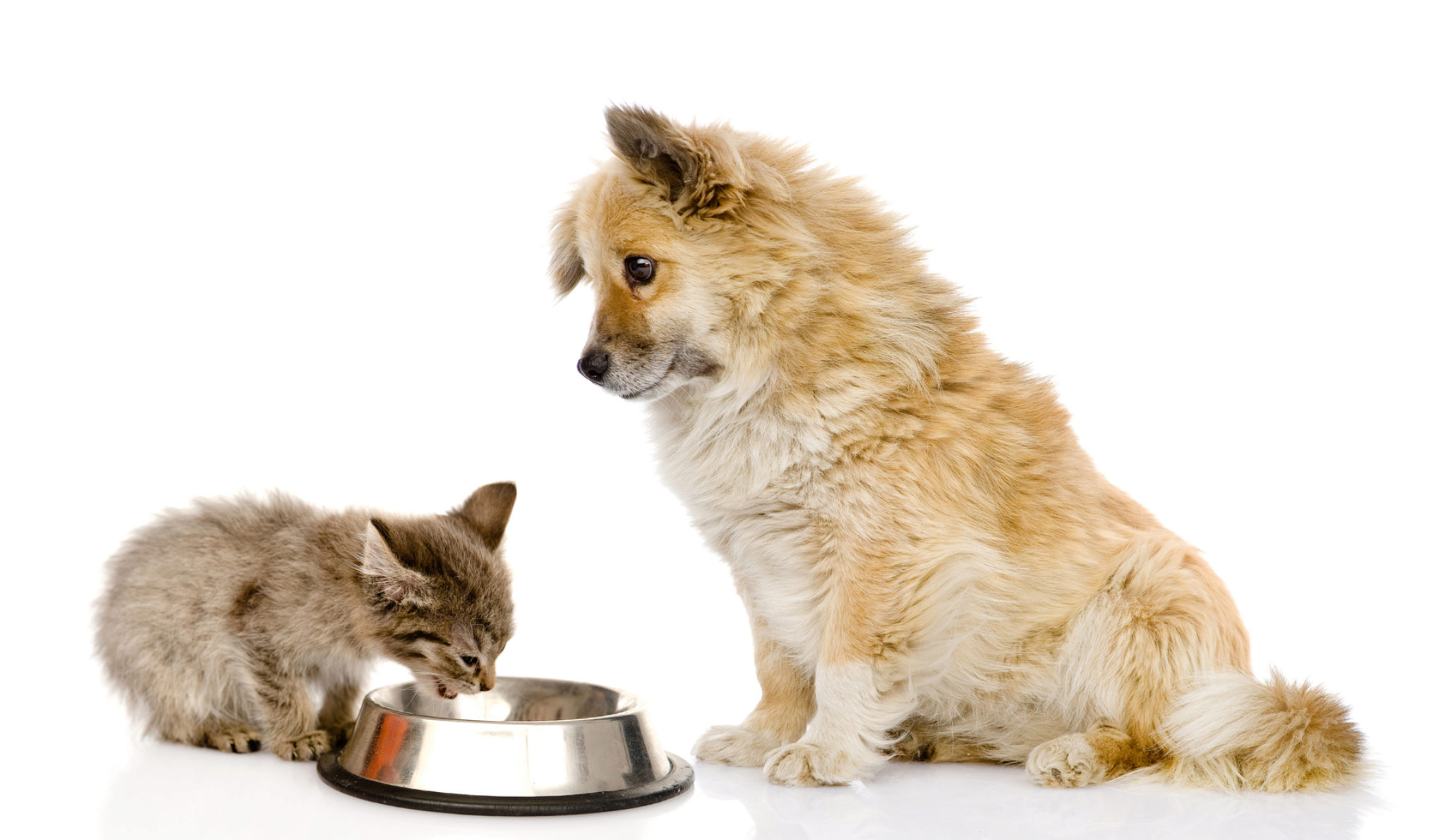 Come Impedire Al Cane Di Mangiare Cibo Per Gatti