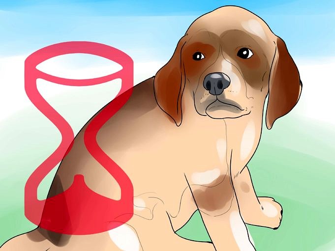 Educare Il Tuo Cane A Venire Quando Viene Chiamato: Coaching Che Può Salvare Il Tuo Cucciolo!