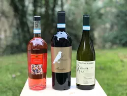 Guida allacquisto  come scegliere il miglior frigorifero per vino da 6 bottiglie