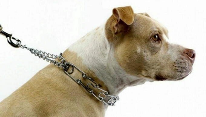 I Collari A Strozzo Per Cani Sono Illegali? - Guida Definitiva Del 2022