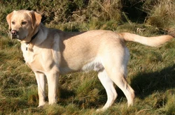 I Labrador Retriever perdono Suggerimenti per la toelettatura del Labrador Retriever