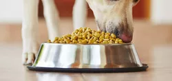IAMS Per Alimenti Secchi Vitality Puppy