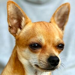 Informazioni Sulla Razza Di Cane Chihuahua. Immagini, Caratteristiche E Fatti Sulle Informazioni Sulla Razza Di Cane Chihuahua.