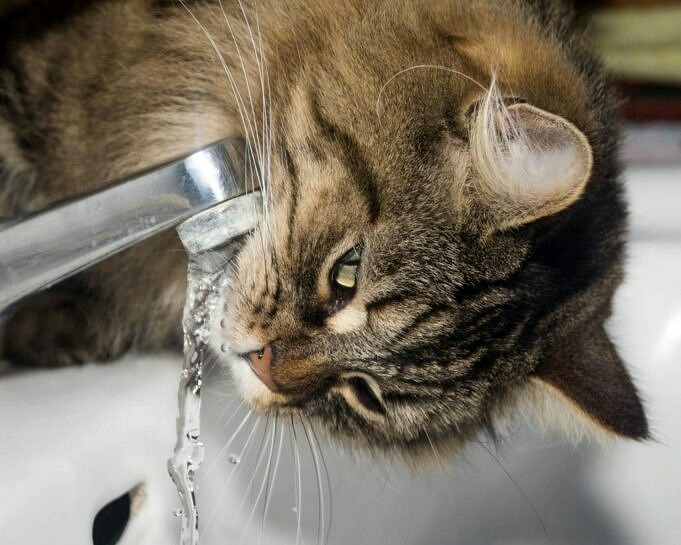 Quanta Acqua Dovrebbe Bere Il Tuo Gatto Ogni Giorno