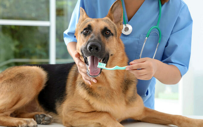 Quanto Spesso Devo Pulire I Denti Del Mio Cane