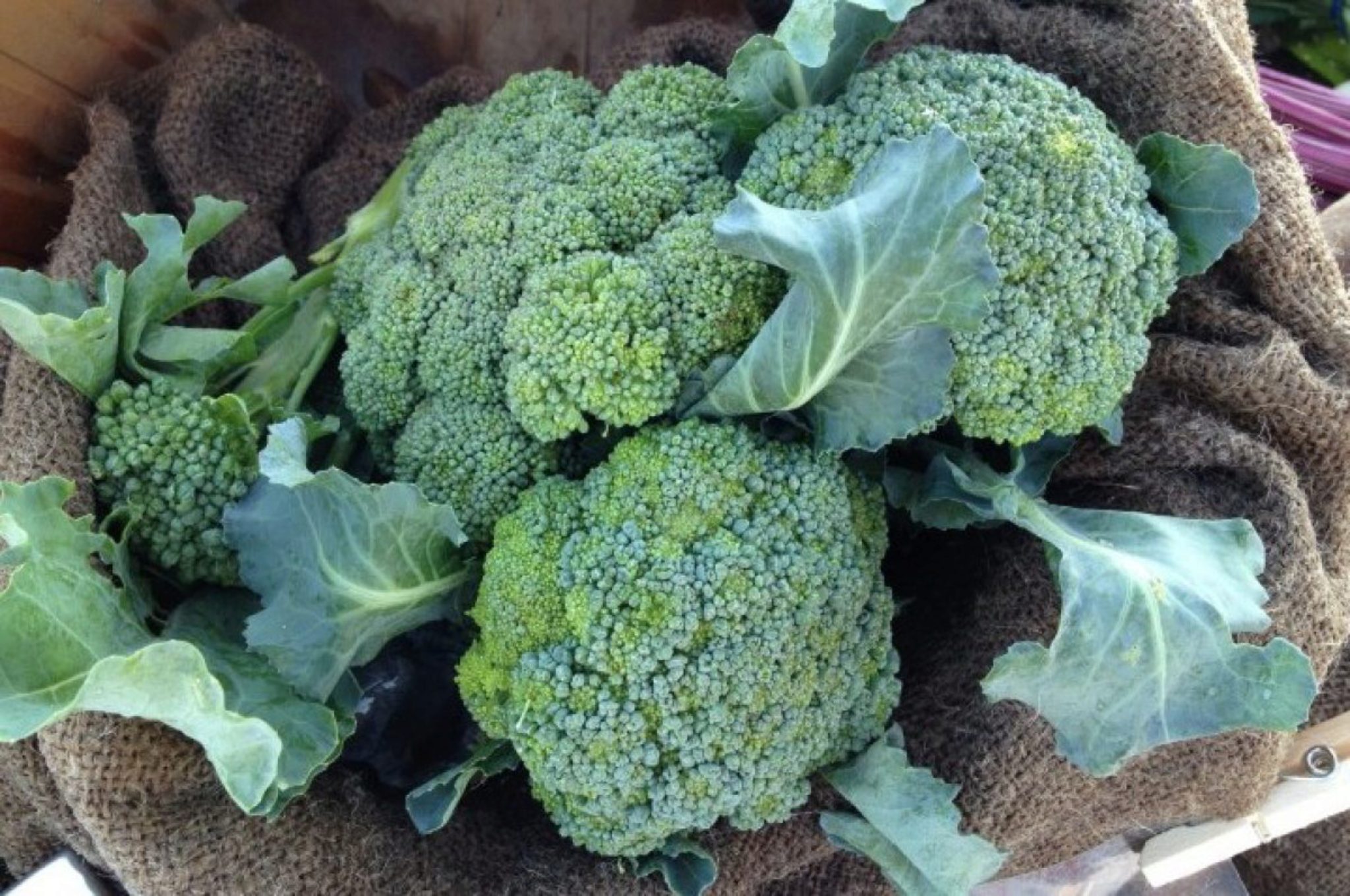 Quanto Tempo Impiegano I Broccoli A Crescere