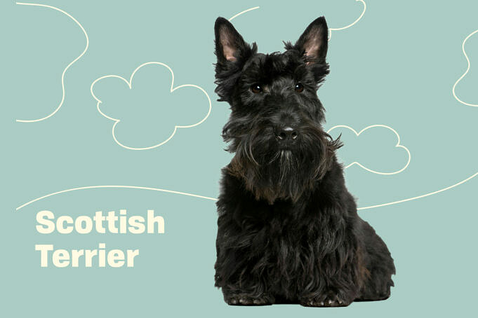 Scoodle Scottish Terrier E Mix Di Barboncini Informazioni, Immagini, Tratti