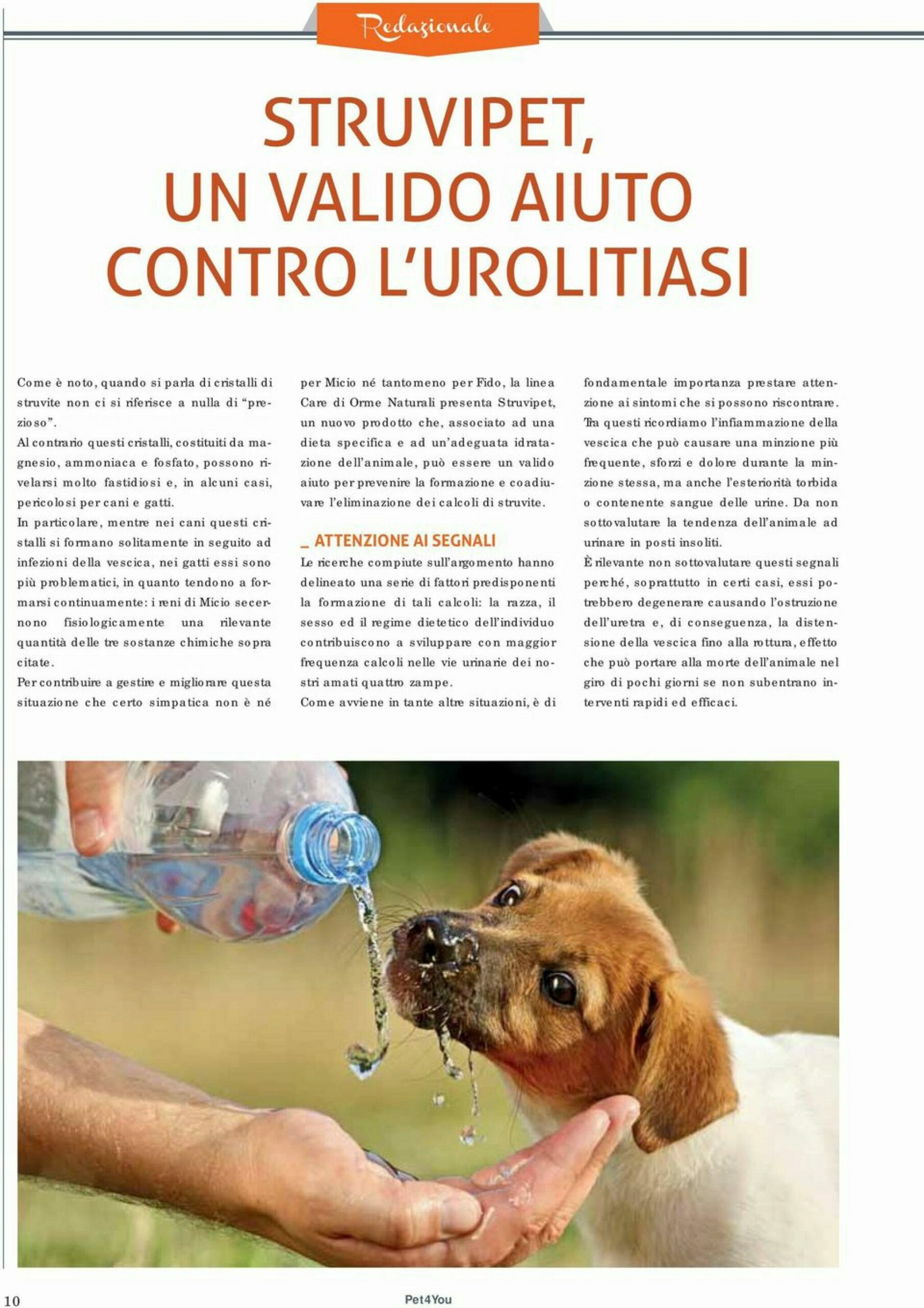 Supplementi UTI Per Cani Mirtillo Rosso Compresse Dosaggio E Domande Frequenti