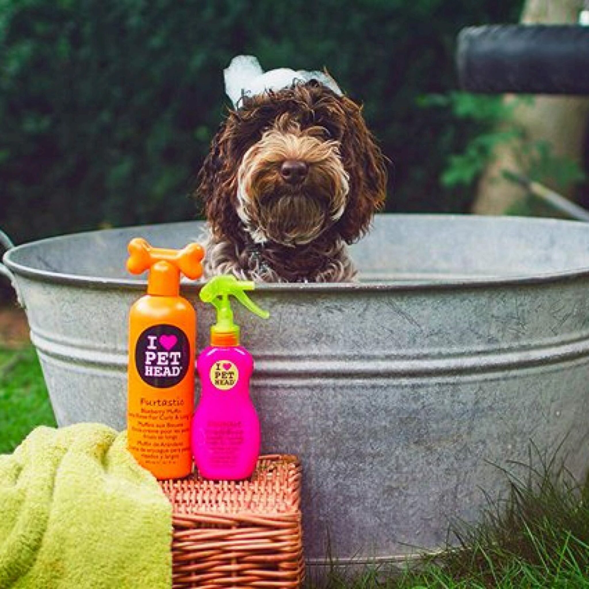 Yorkie Shampoo. Le Nostre 5 Migliori Scelte Per Il Tuo Miglior Shampoo Per Cani Per Yorkies