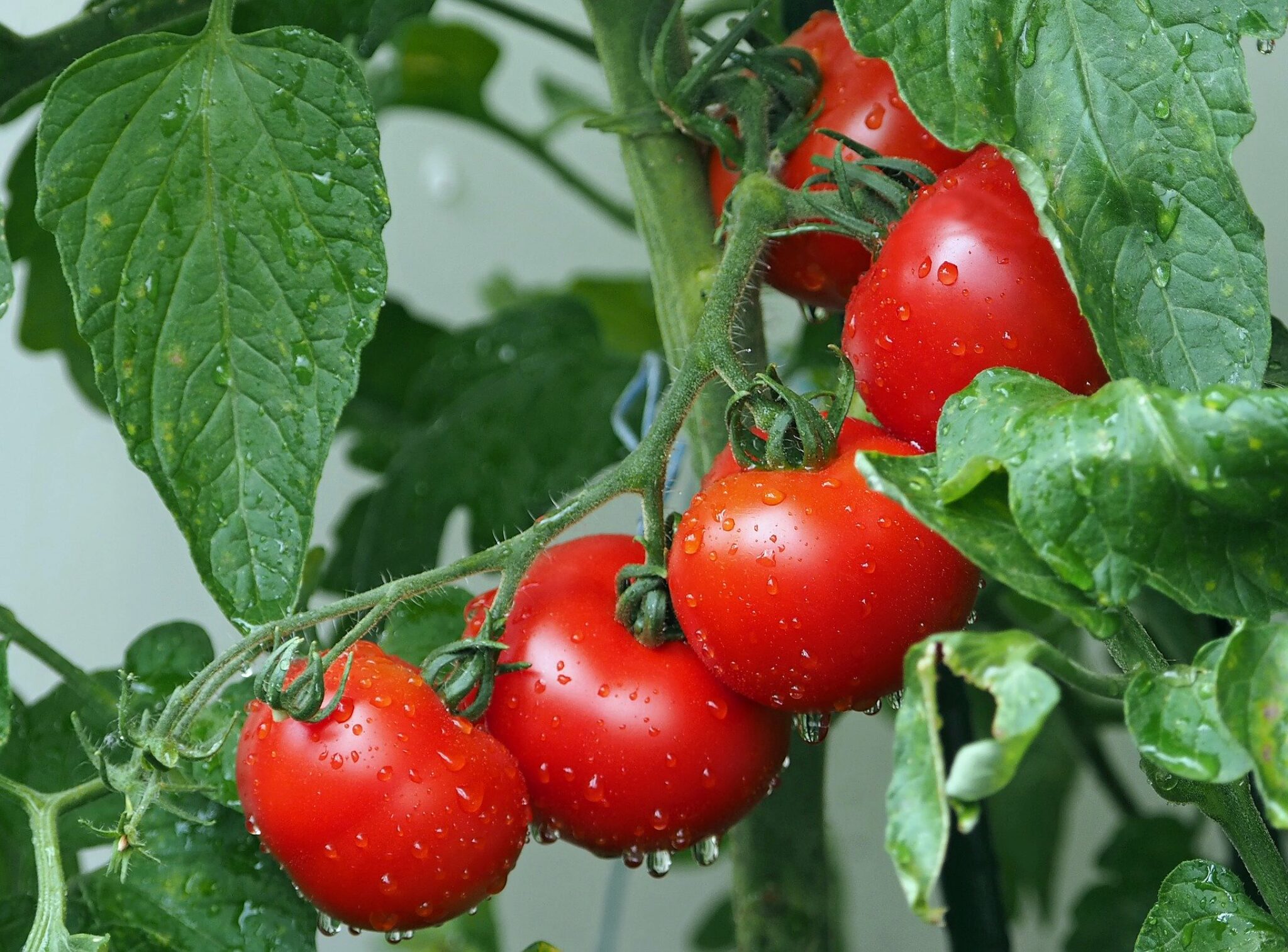 bobvila I Migliori Fertilizzanti Per Pomodori