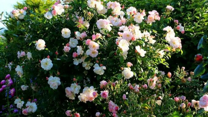 bobvila Le Migliori Opzioni Di Fertilizzante Per Rose Per Il Giardino